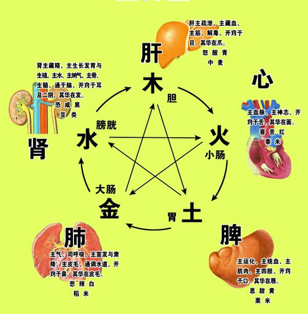 中医基础理论之阴阳,五行,精气,藏象学说