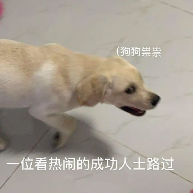 表情包:所以爱会消失对不对