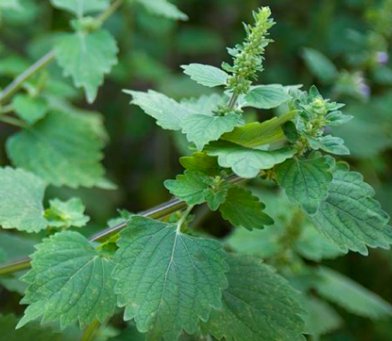 五华客家人中草药|草药|落马衣|风湿