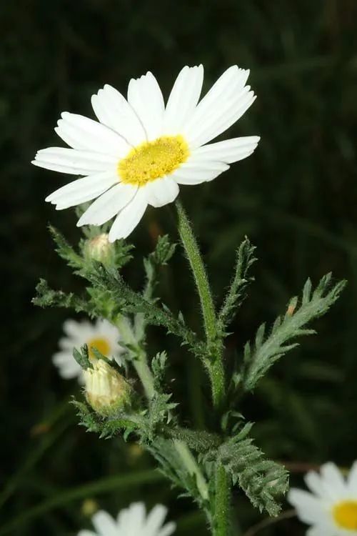 芳疗学习 强健补身的野洋甘菊