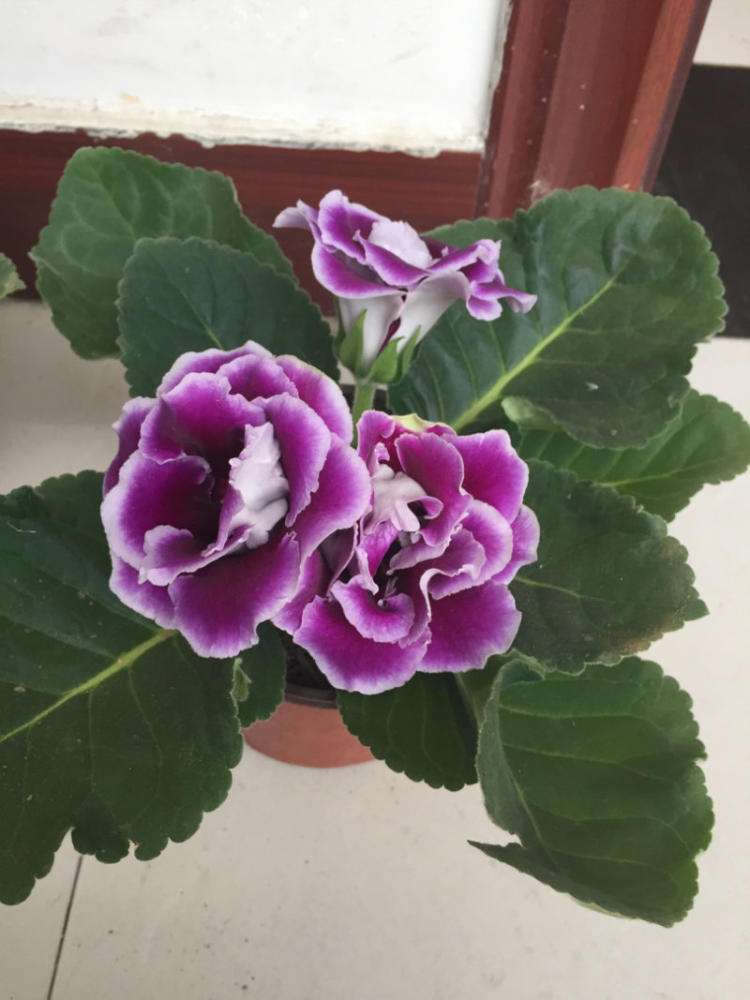 大岩桐一年开几次花?开花的时候该怎么护养?