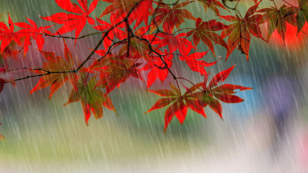 为什么说:"一场秋雨一场凉"?