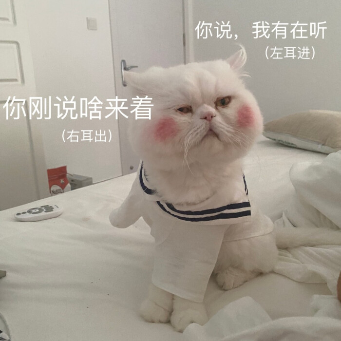 可爱猫咪表情包:是超级憨憨的球球