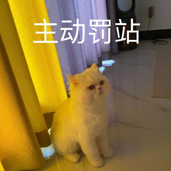 可爱猫咪表情包:是超级憨憨的球球