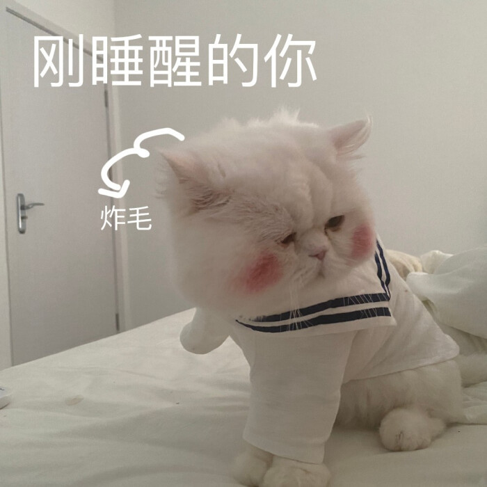 可爱猫咪表情包:是超级憨憨的球球