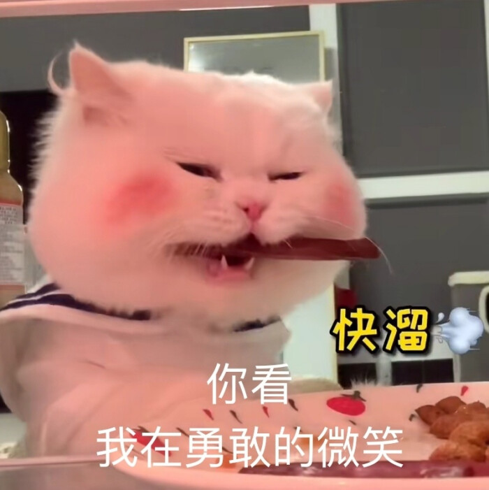 可爱猫咪表情包:是超级憨憨的球球