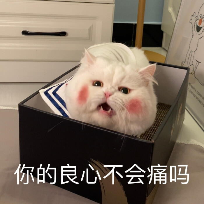 可爱猫咪表情包:是超级憨憨的球球