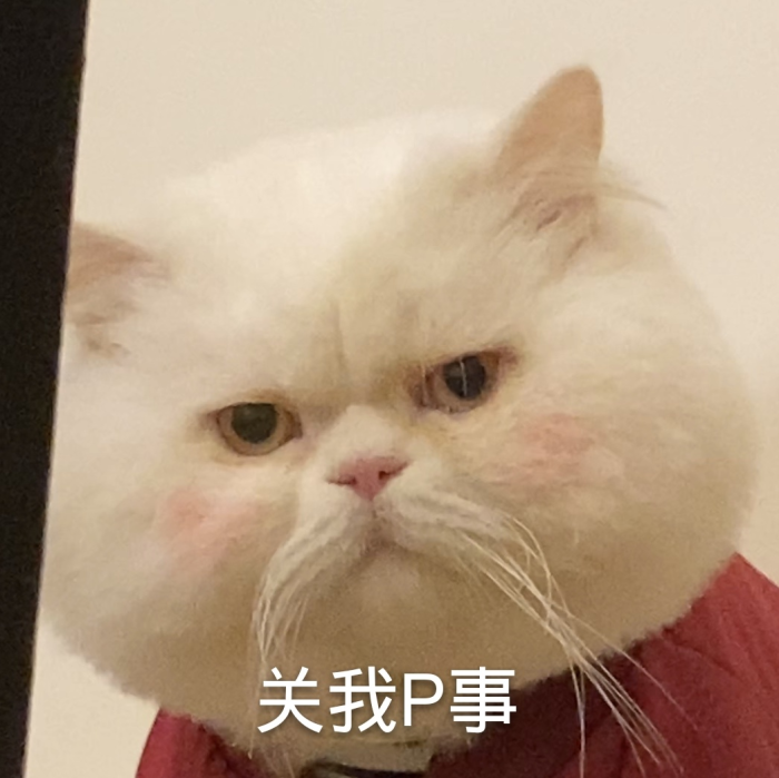 可爱猫咪表情包:是超级憨憨的球球