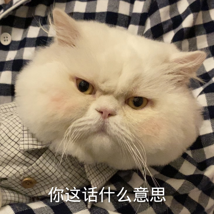 可爱猫咪表情包:是超级憨憨的球球