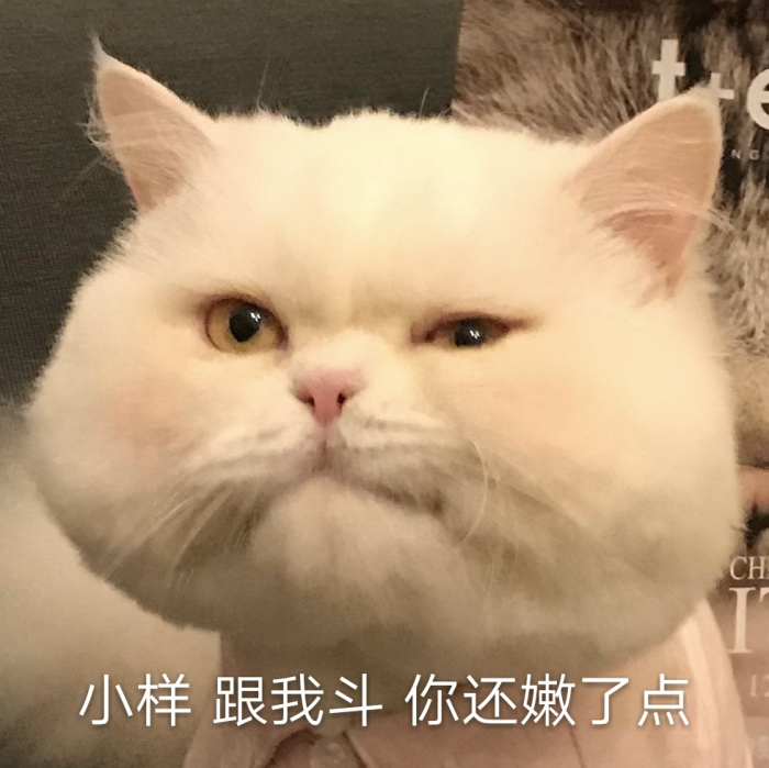 可爱猫咪表情包:是超级憨憨的球球