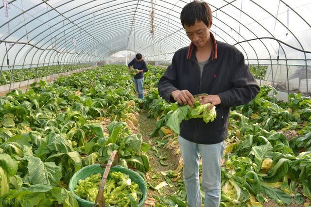 娃娃菜常见的4种病虫害原因,防治方法有哪些?