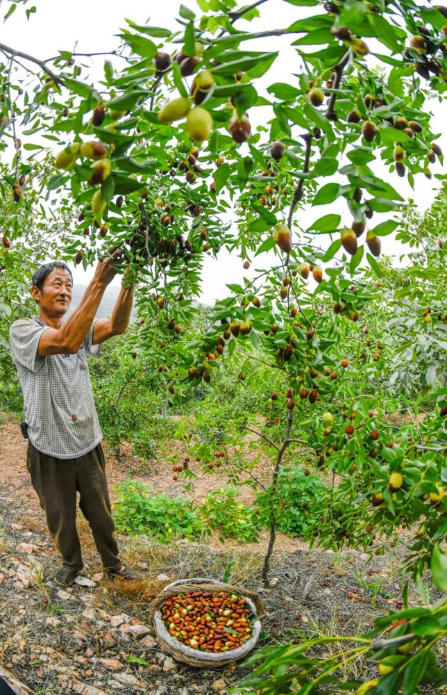 近年来 杨家峪村利用 本村山上野生酸枣树嫁接大枣 当年嫁接当年见效