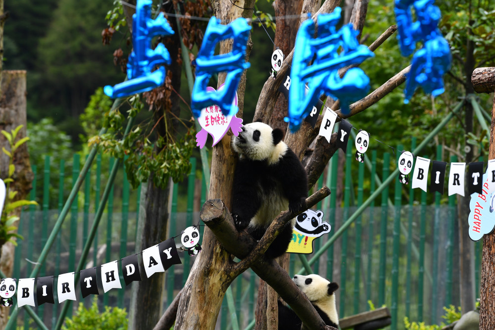 9月16日,在四川卧龙神树坪基地,一只新生大熊猫宝宝爬在树上过生日.