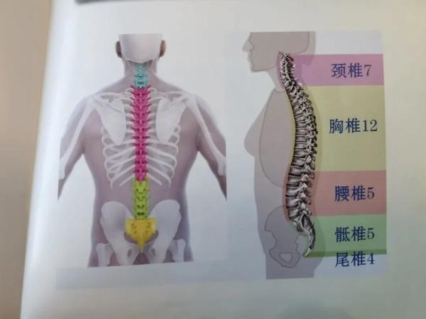 家长请注意:这些体态可能是孩子脊柱侧弯信号!