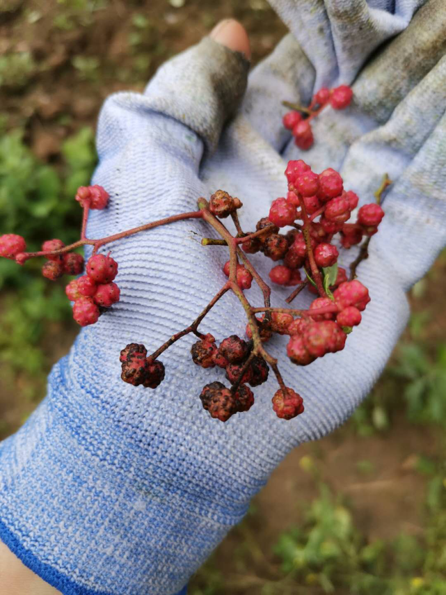 花椒炭疽病如何有效防治?专家教你全面认识花椒炭疽病
