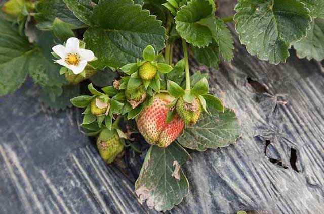 草莓枯黄萎病怎么用药?草莓根腐病怎样防治?草莓黄叶死苗防治技术