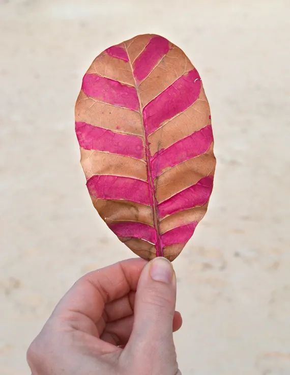 16种方法花式玩转树叶画!