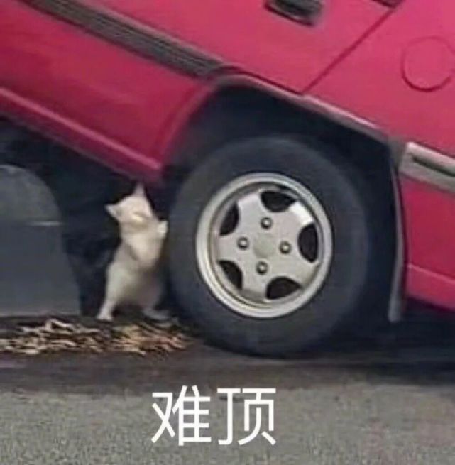 沙雕表情包我的小猪猪醒了吗