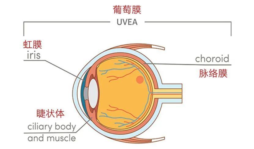 葡萄膜:就是前葡萄膜(虹膜,睫状体)和后葡萄膜(脉络膜)的总称.