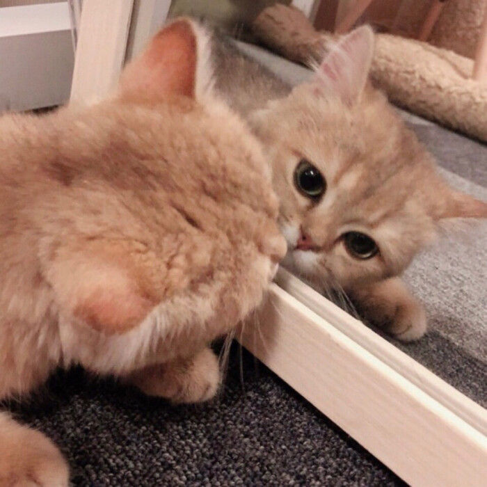 情头:一组可爱猫咪情头,快叫你的ta一起换上吧