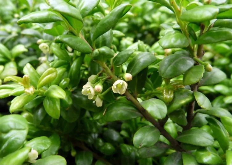 每日植物 龟甲冬青