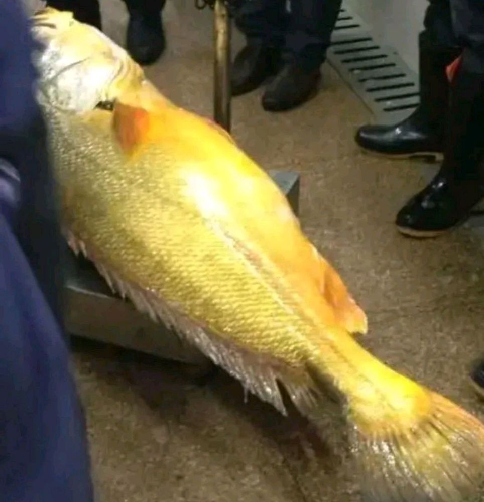 台风过后,东海渔民捕获巨型大黄鱼,当地老乡:刮来十几
