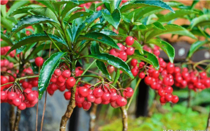 朱砂根,果实一年都不掉落的神奇植物