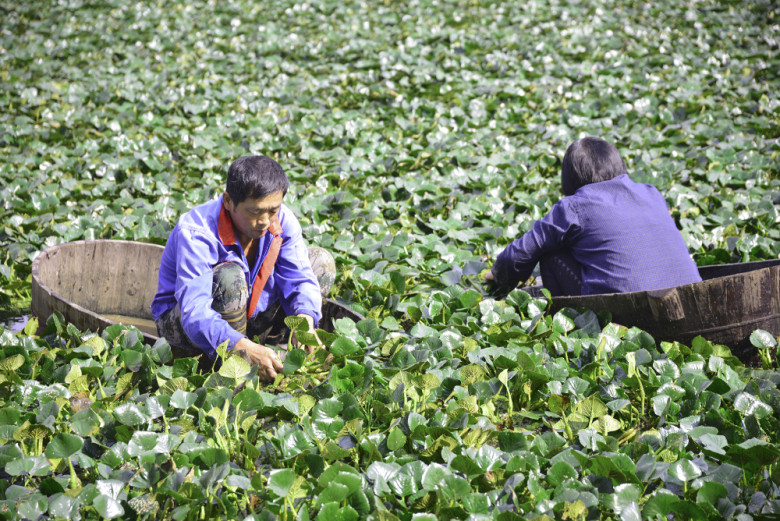 菱角镇菱角村有多少人口_菱角是多少度(2)