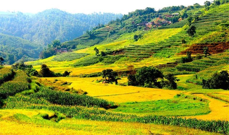 【美景】普洱的金秋来了!