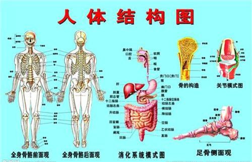 为何亚洲人有204块骨头,欧洲人却有206块?科学家:与一部位有关