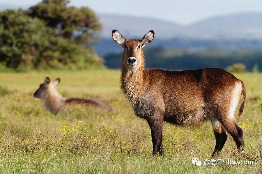 水羚 waterbuck 水羚,又称非洲大羚羊,肩高120-136厘米,重160-240公斤