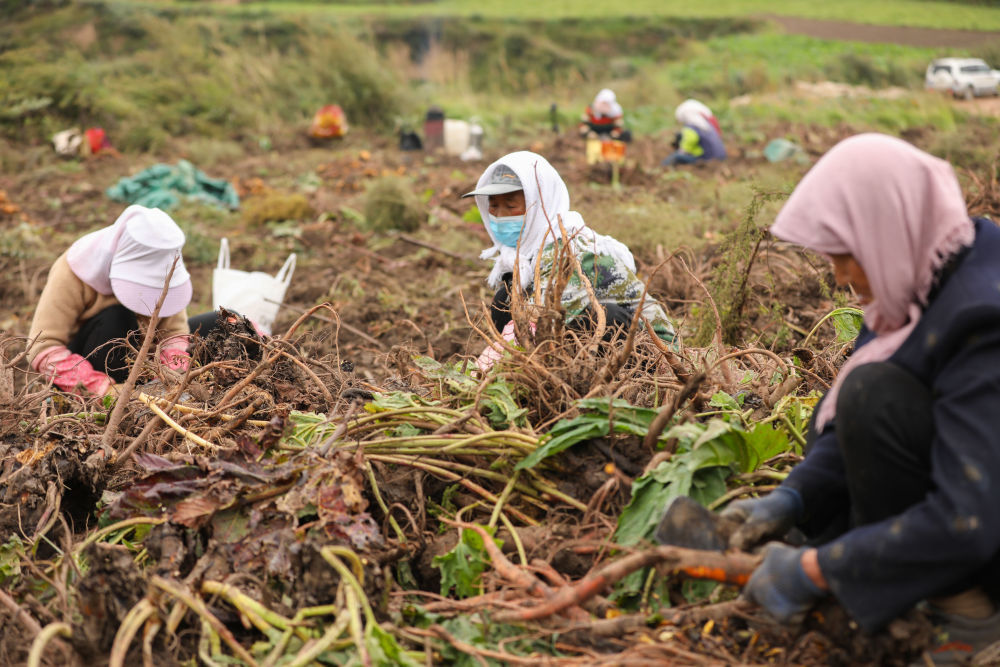 9月18日,在宕昌县拉路梁中药材标准化种植示范基地,村民收获药材.