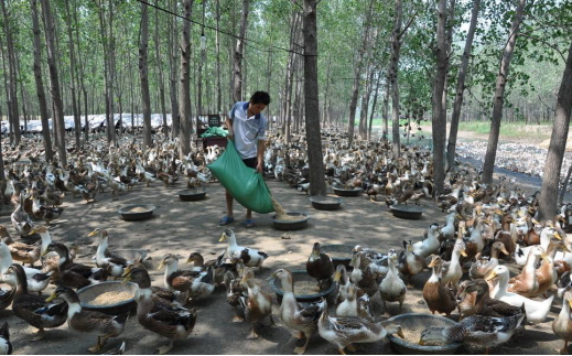 鸭子应该这么养,怪不得养鸭子的赚了