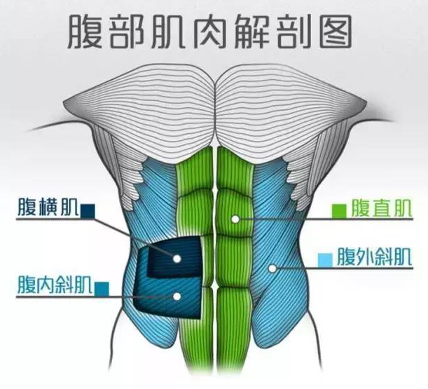 从腹肌结构上来看,主要包括腹直肌上侧,腹直肌下侧与腹斜肌,所以在