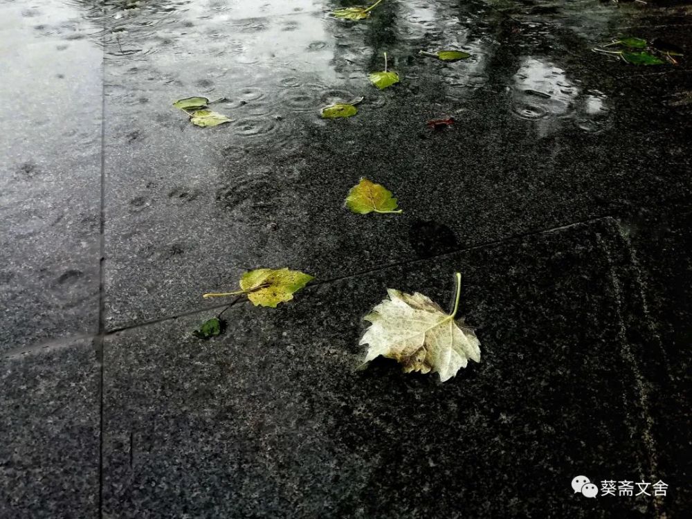 秋思 姜华 百结柔肠思绪远, 偏逢冷雨扣轩窗.