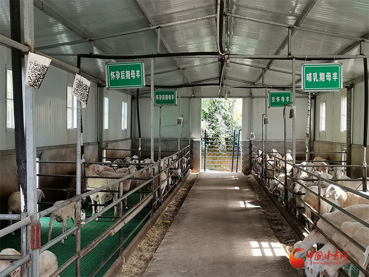 卖了家里出栏的成羊,丈夫颜永峰又承包了一家可繁育3000头羊的羊厂