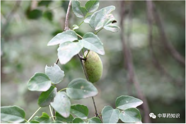 中药材:预知子