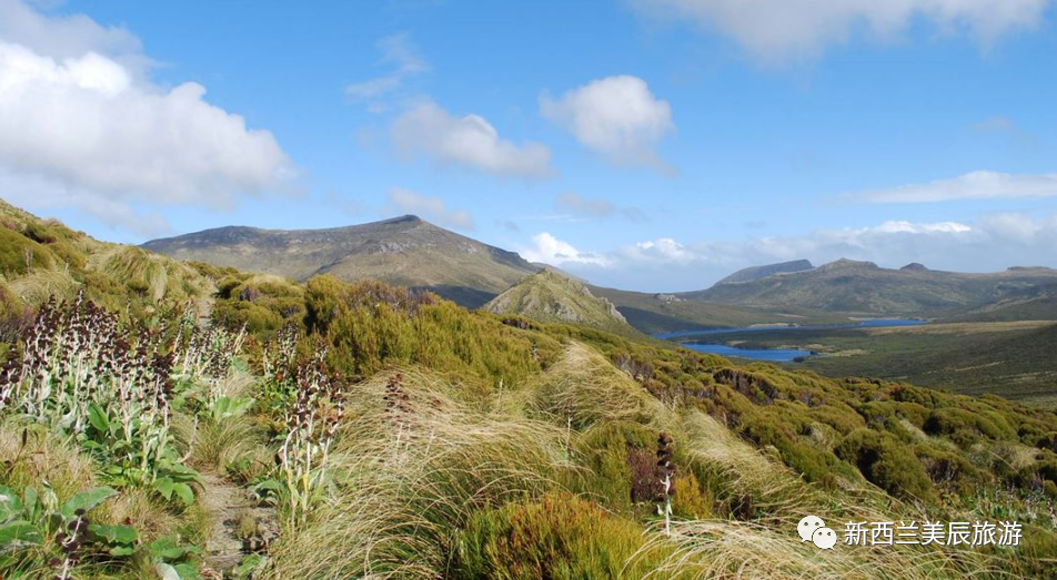 坎贝尔岛(campbell islands:包括坎贝尔岛以及围绕坎贝尔岛的岩礁