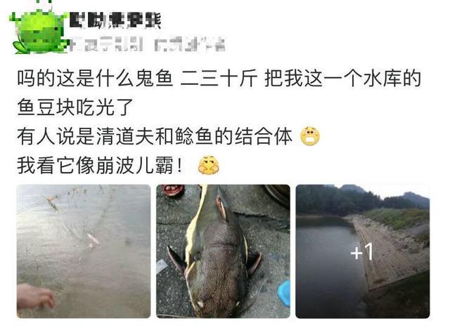 湖南水库现30斤"怪鲶鱼",吃光水库鲫鱼,清道夫和鲶鱼杂交?