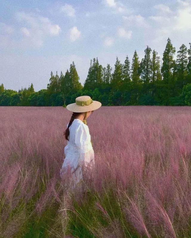 粉黛乱子草开啦!大片大片粉红色的花海实在是太美了!