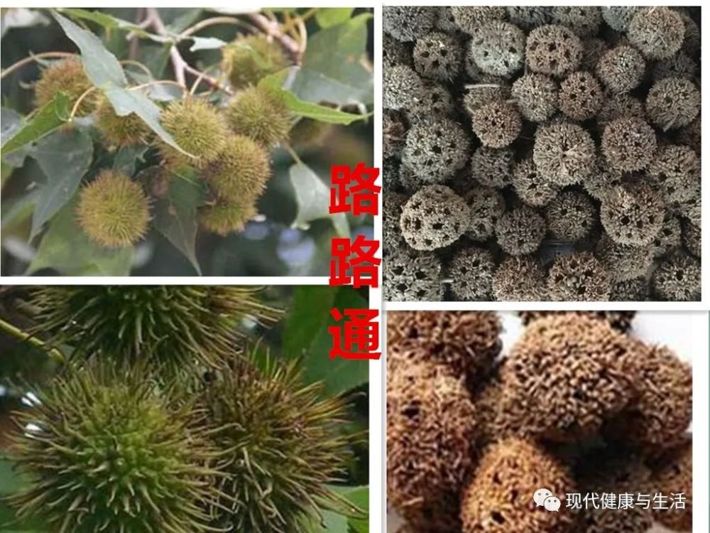 中医中药,路路通的功效及应用