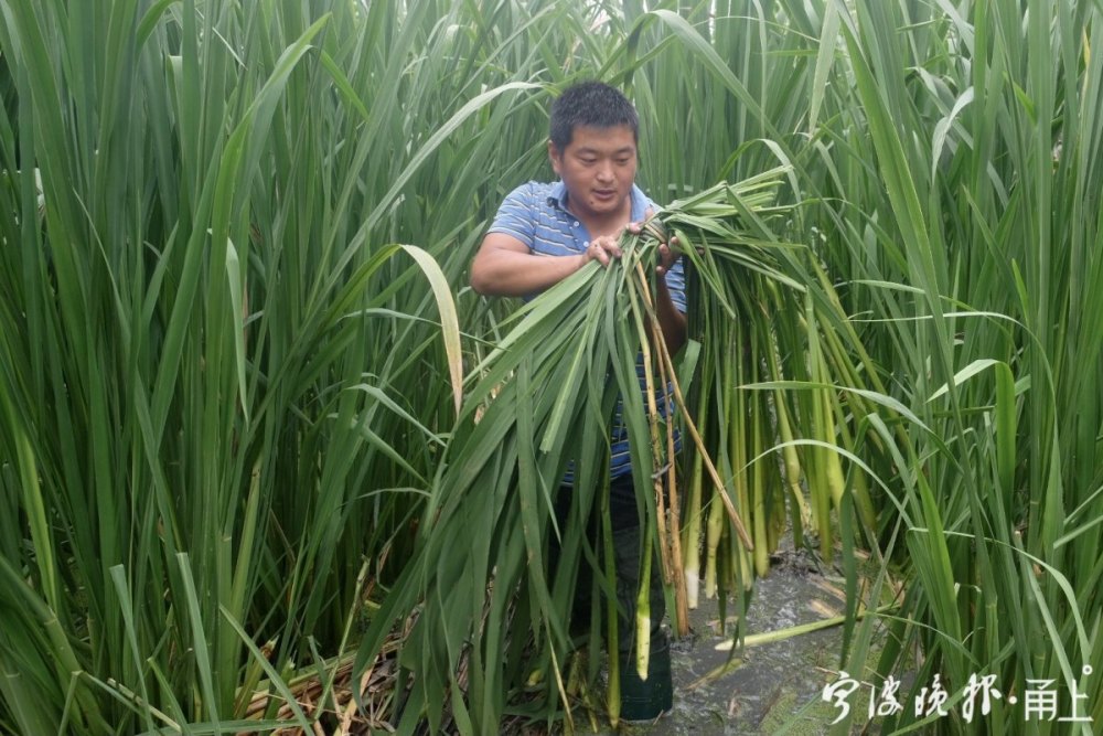 秋分至口感清甜的茭白登场了