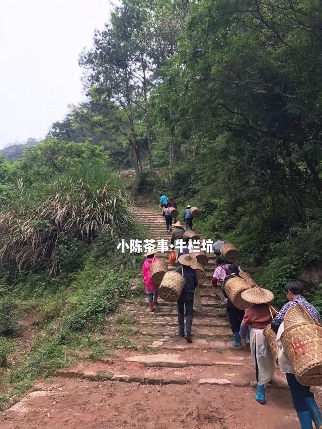 岩茶的传统,是什么样子的?制茶大师,牛栏坑,慧苑坑坑主有话说