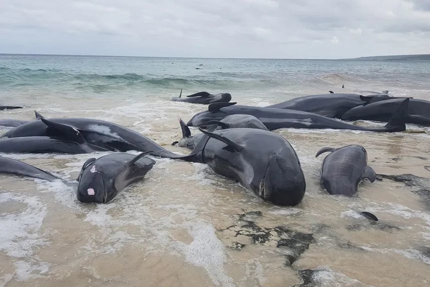 270头领航鲸搁浅澳洲海岸,至少25头死亡,集体搁浅原因