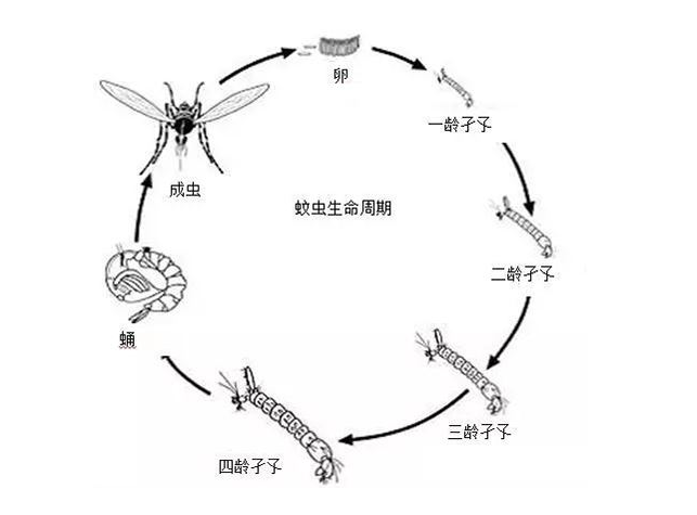 蚊子一生有四个阶段 卵,幼虫(孑孓,蛹和成虫 在温暖的春季 卵大约2