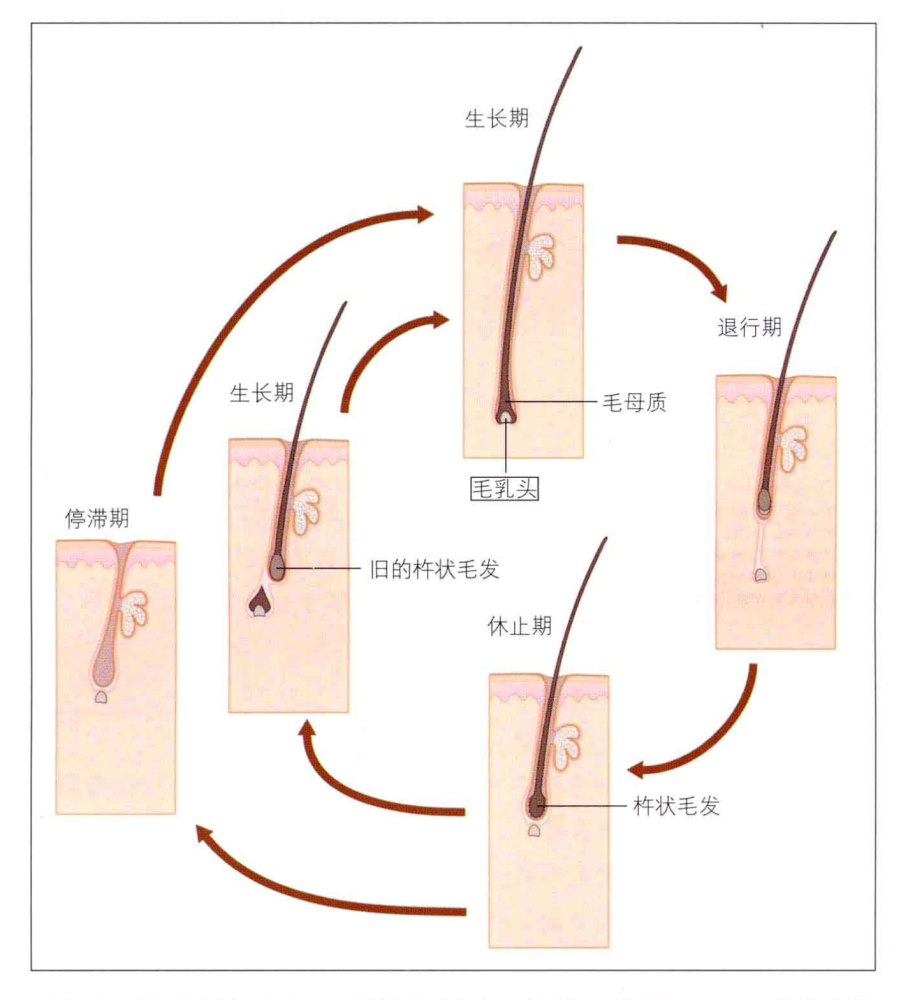 脱发患者毛囊退化的过程