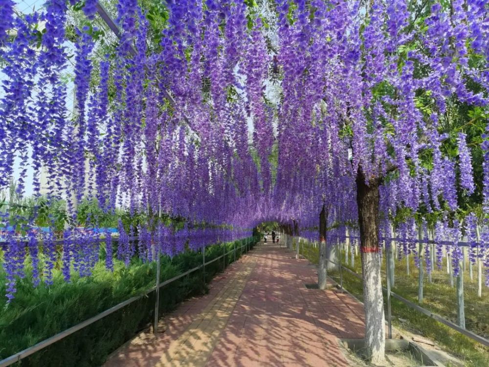 阳原县西宁路建成百米紫藤花廊,上周六正式开放