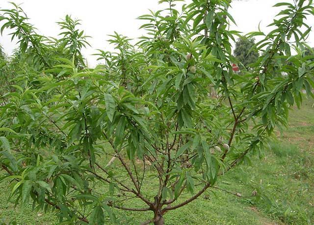 桃子用什么叶面肥好桃树一年用多少肥合适桃子防裂叶面肥用哪个