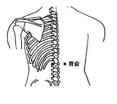 针灸穴名解—膀胱经腧穴 胃俞