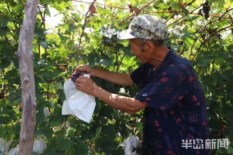 平度大泽山葡萄随变一伸就是金手指